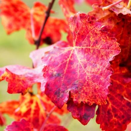 Actif naturel Vigne rouge